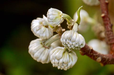 香花